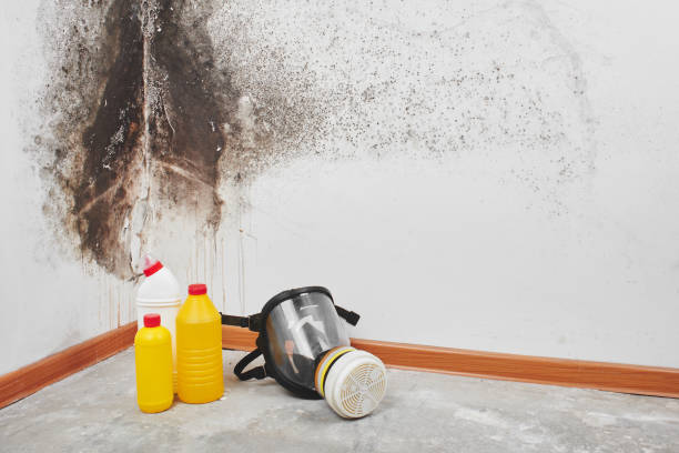 Best White Mold Remediation in Saddle Rock, NY