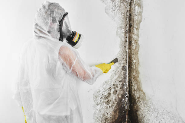 Best Industrial Mold Remediation in Saddle Rock, NY