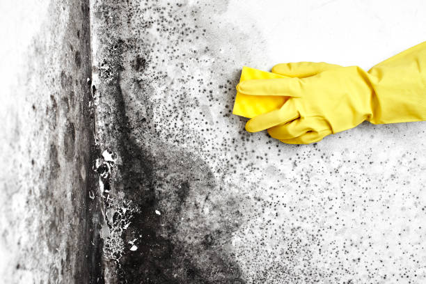 Best HVAC Mold Remediation in Saddle Rock, NY