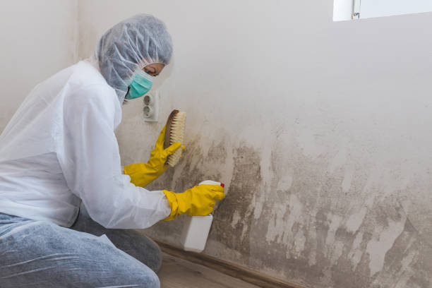 Best Post-Flood Mold Remediation in Saddle Rock, NY