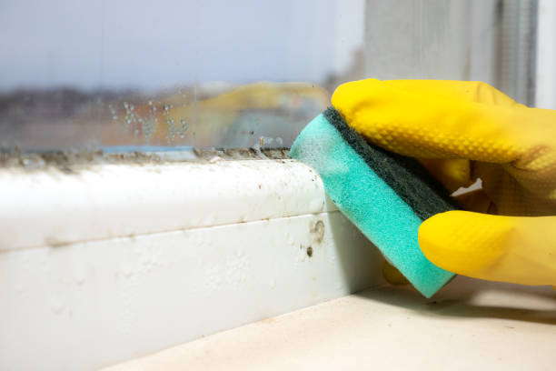 Best Emergency Mold Remediation in Saddle Rock, NY