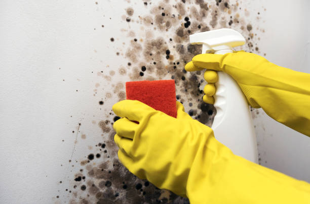 Saddle Rock, NY Mold Remediation Company